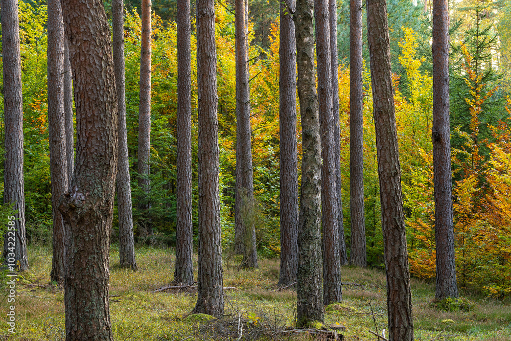 Obraz premium las sosnowy jesienią