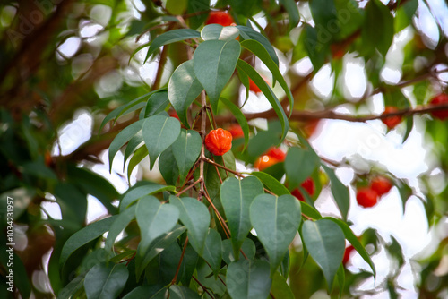 Pitanga (eugenia uniflora) é o fruto da pitangueira, dicotiledônea da família das mirtaceae.	
