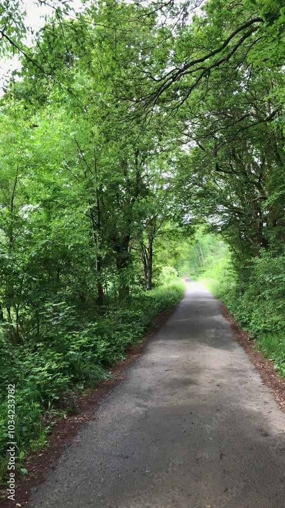 Paved road and trees with green lush foliage and leaves in a forest, trunks and branches, natural wilderness, vertical video
Paved road and trees with green lush foliage and leaves in a forest, trunks and branches, natural wilderness, vertical video