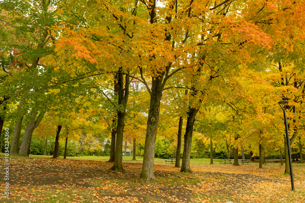 Le lac des castors pendant l'automne à Montreal au Canada Le lac des castors pendant l'automne à Montreal au Canada