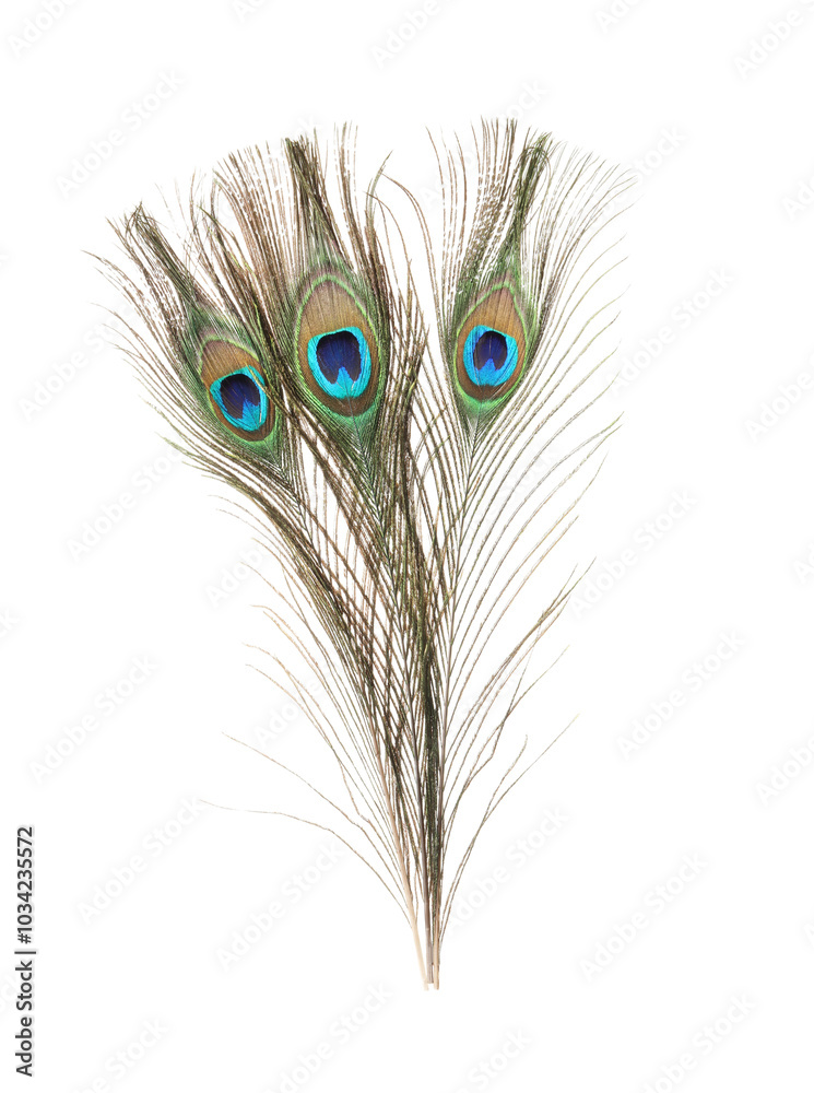Obraz premium Three beautiful peacock feathers isolated on white