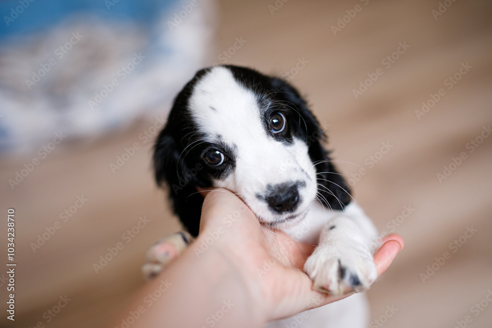A one-month-old white spaniel puppy with black ears and spots is nibbling its owner's fingers A one-month-old white spaniel puppy with black ears and spots is nibbling its owner's fingers