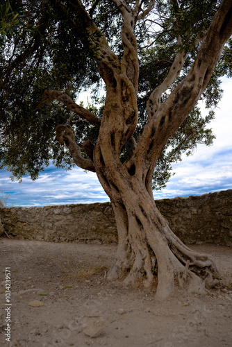 Ulivo secolare con muro sullo sfondo, in Grecia
 photo