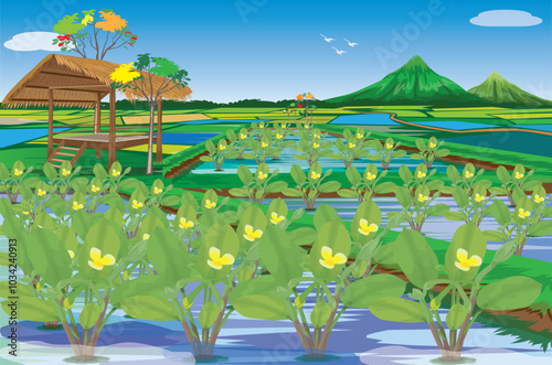 limnocharis flava Plant in paddy field vector design