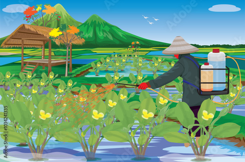 agriculturist spray fertilizer into limnocharis flava Plant in paddy field vector design