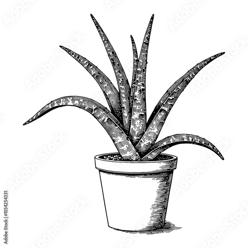 Aloe Vera Plant in Pot Black and White Outline Line Art Drawing with Detailed Vintage Style