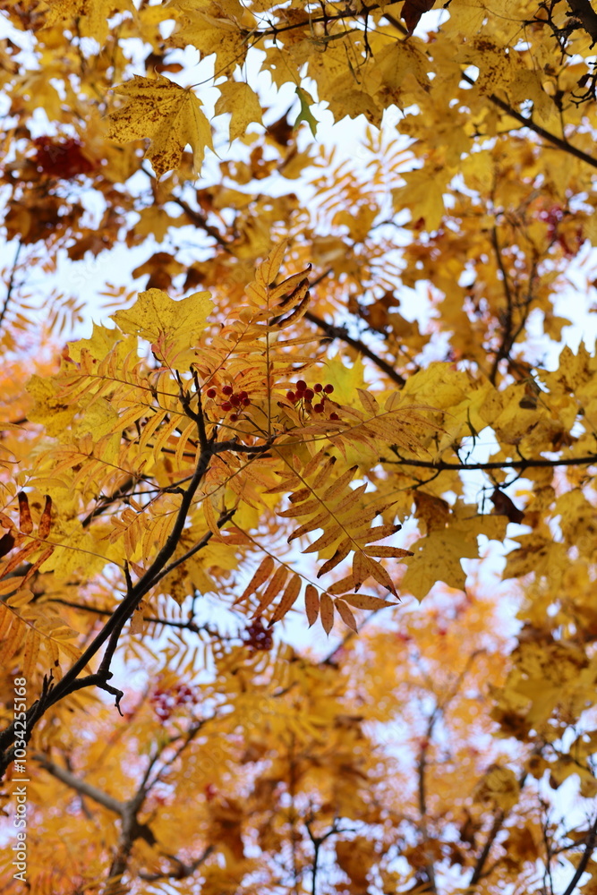 autumn leaves on the tree autumn leaves on the tree