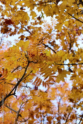 Wallpaper Mural autumn leaves on the tree Torontodigital.ca