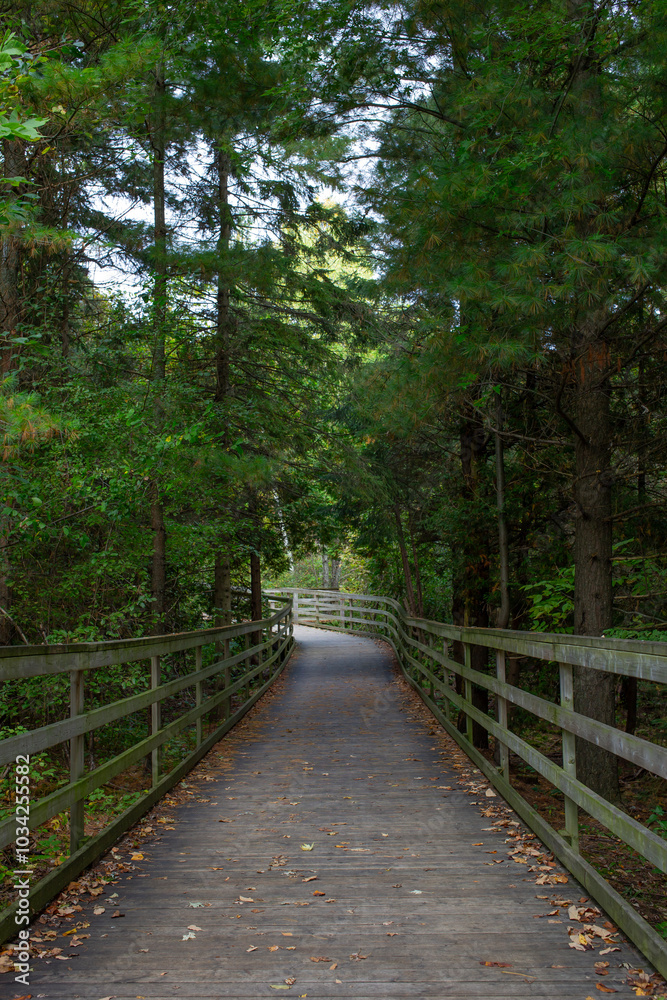 Wooden walkway goes through the forest. Wooden walkway goes through the forest.