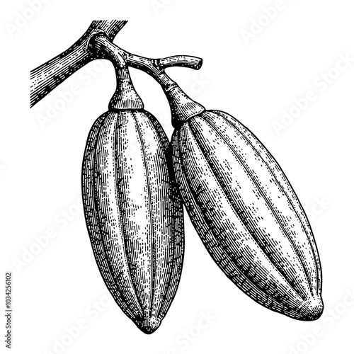 Cocoa Beans on Branch in Detailed Black and White Outline Line Art Drawing Style Illustration
