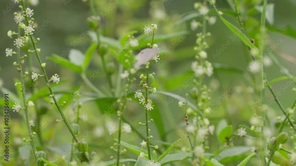 Green stink bug walking on floral plant in a nature setting, against blur background Green stink bug walking on floral plant in a nature setting, against blur background