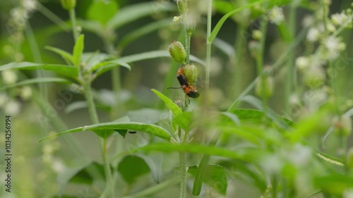 Closeup shot of two Brachininae insects mating on a green plant against blur bright background photo