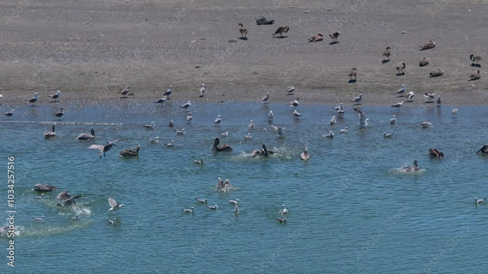 birds are swimming in sea, cleaning their feathers, sunbathing on the beach, on a sunny bright day birds are swimming in sea, cleaning their feathers, sunbathing on the beach, on a sunny bright day