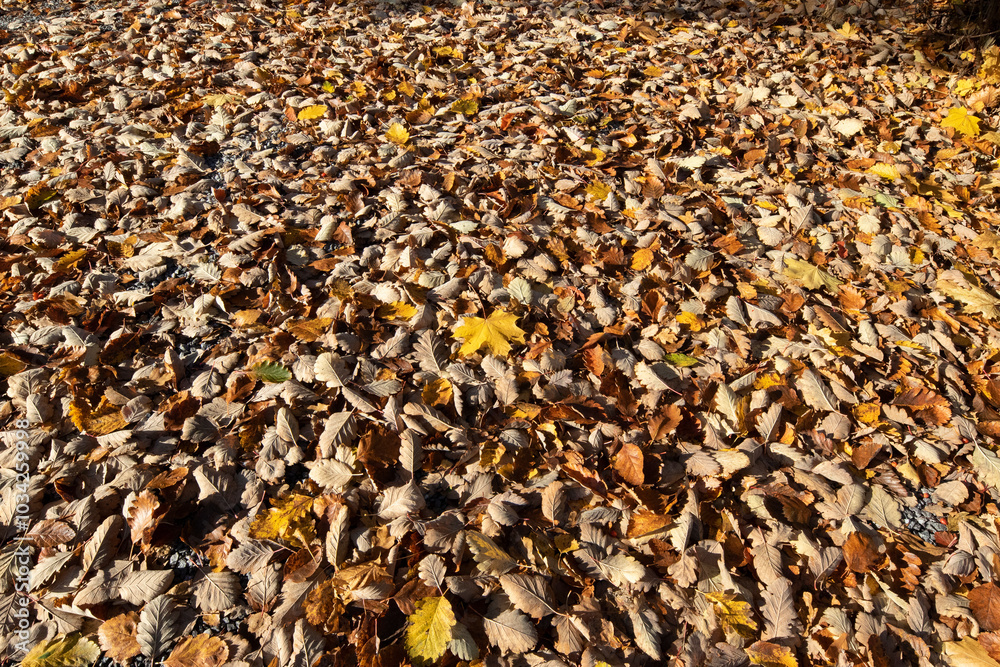 Background of fallen dry leaves on an autumn morning Background of fallen dry leaves on an autumn morning
