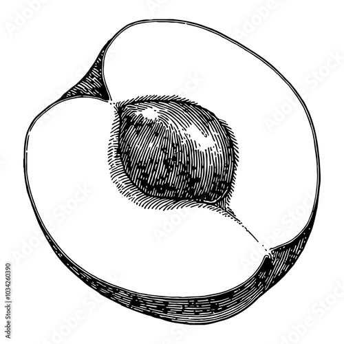 Sliced Peach Fruit with Pit in Detailed Black and White Outline Line Art Drawing