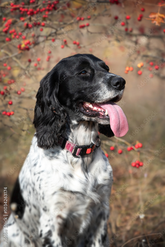 Cute black and white long-eared hunting spaniel dog sits in autumn forest against the background of trees with red and looks away from the camera. Walking with a pet outside the city. Cute black and white long-eared hunting spaniel dog sits in autumn forest against the background of trees with red and looks away from the camera. Walking with a pet outside the city.
