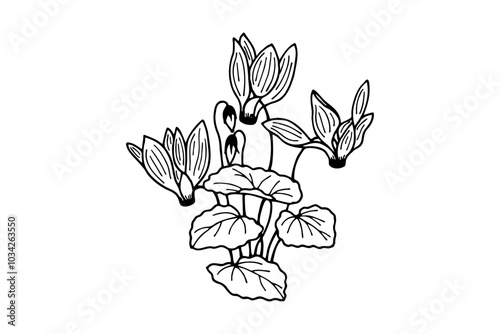 Flowers bouquet Cyclamen. Vector stock illustration eps10. Isolate on white background, outline, hand drawing. Adobe Illustrator Artwork