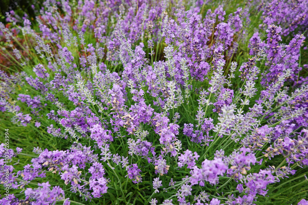 Blossoming lavender violet flowers in the Alpine region Blossoming lavender violet flowers in the Alpine region