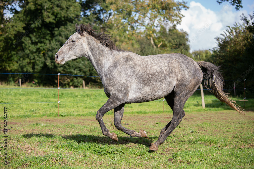 Cheval au galop Cheval au galop