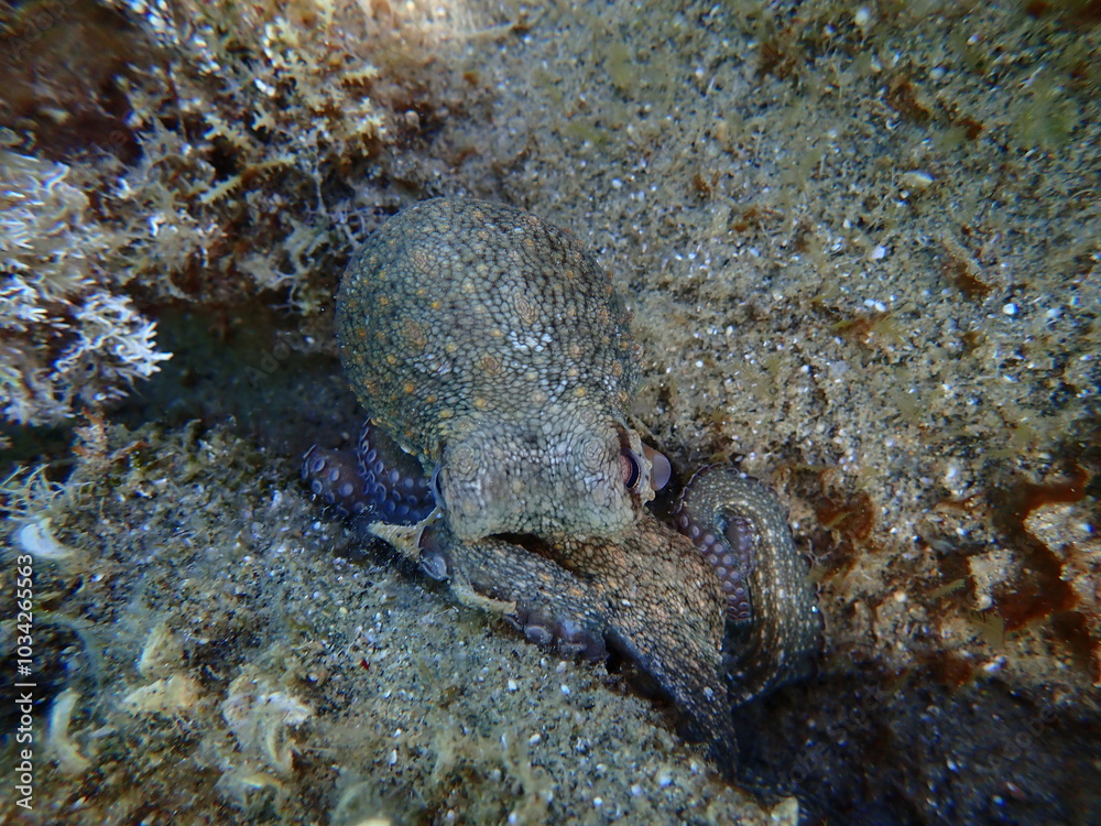 Common octopus (Octopus vulgaris) undersea, Aegean Sea, Greece, Halkidiki, Pirgos beach Common octopus (Octopus vulgaris) undersea, Aegean Sea, Greece, Halkidiki, Pirgos beach