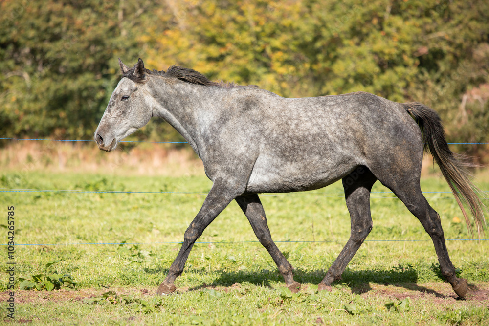 Fototapeta premium Cheval pur sang gris au trot 
