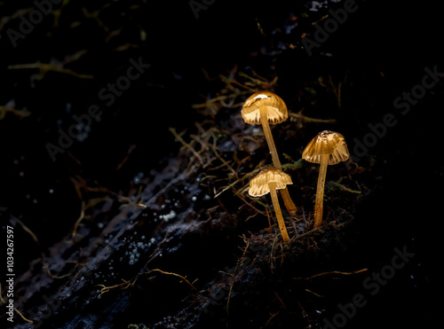 Orange mosscap  fungus on rotting wood in a forest