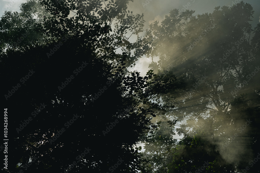 In the morning light, the forest came alive as sunlight filtered through the fog, illuminating vibrant green leaves on trees, creating a magical jungle landscape in nature. In the morning light, the forest came alive as sunlight filtered through the fog, illuminating vibrant green leaves on trees, creating a magical jungle landscape in nature.
