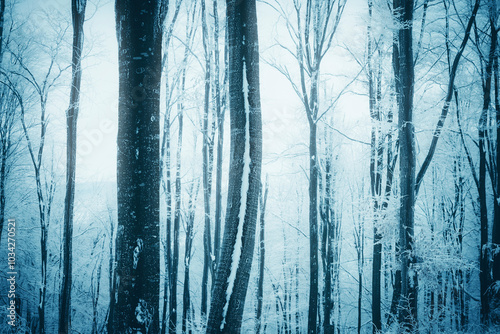 frozen trees in the forest ...