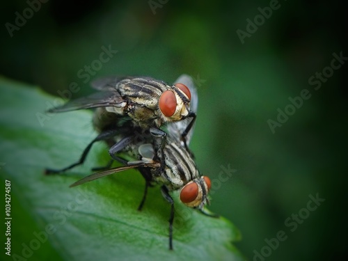 Canvas Print "Macro Photography of Two Flies Mating on a Green Leaf"