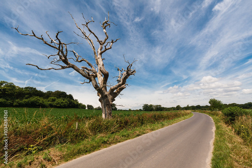 Petrified Tree Next To Country Road Curving Into The Distance 