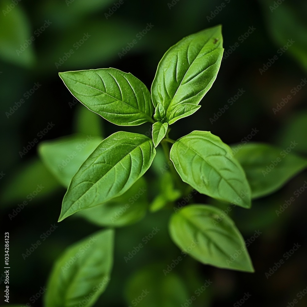 Green Basil (Ocimum basilicum)