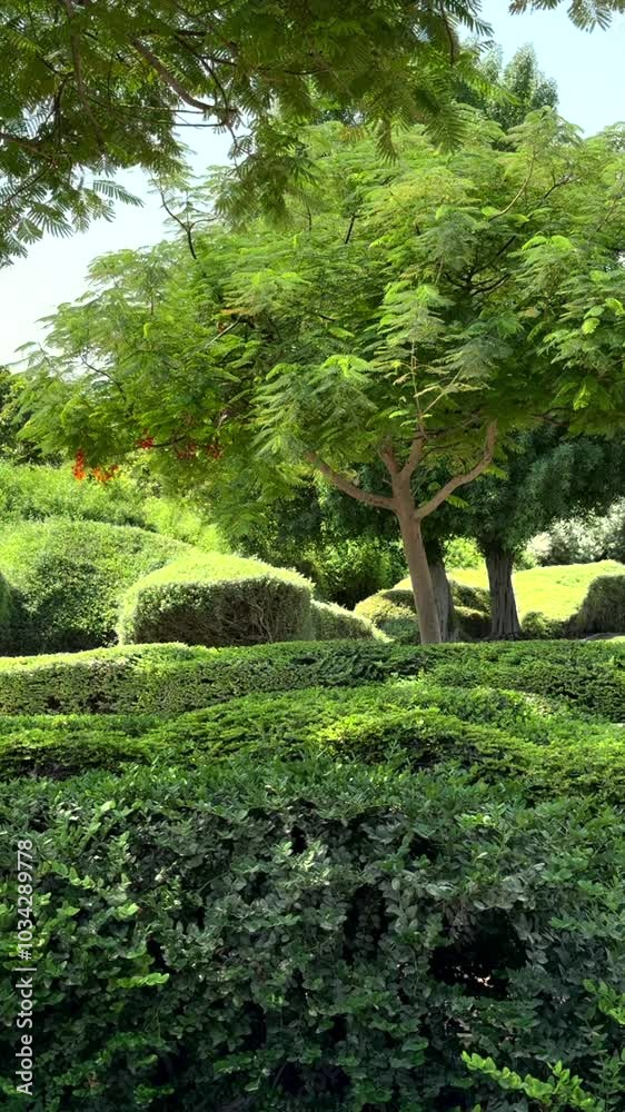 Trees with lush green leaves shape biodiversity hotspot environment.Vertical video Trees with lush green leaves shape biodiversity hotspot environment.Vertical video