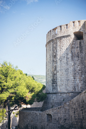 pine tree at Buza Gate, Old Town, Dubrovnik, Croatia