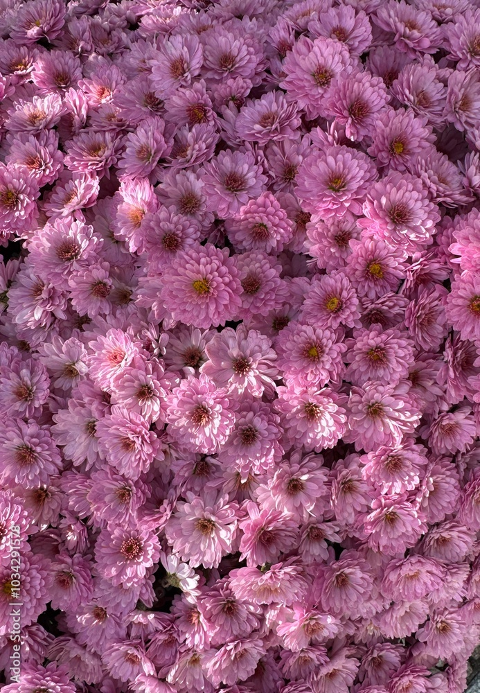 Schöne Herbstblüten