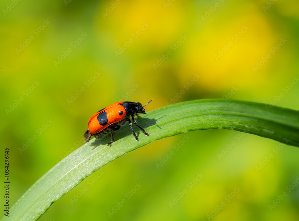 Ladybug crawling on a green leaf
