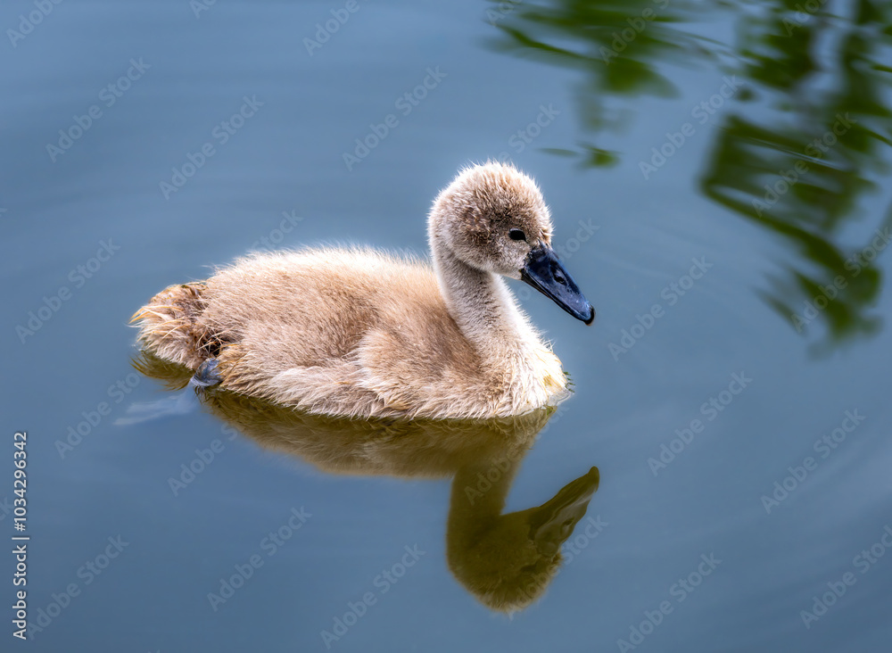 Baby swan swimming in the lake Baby swan swimming in the lake