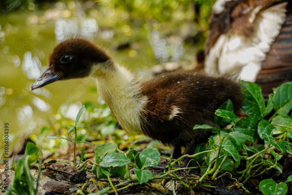 Fototapeta premium Adorable Duckling by the Pond 