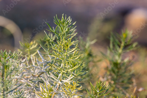 California Sagebrush in details in the natural habitat.