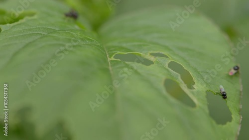 Closeup footage of Asian citrus psyllid parasitoid walking on a green leaf in the field in daytime photo