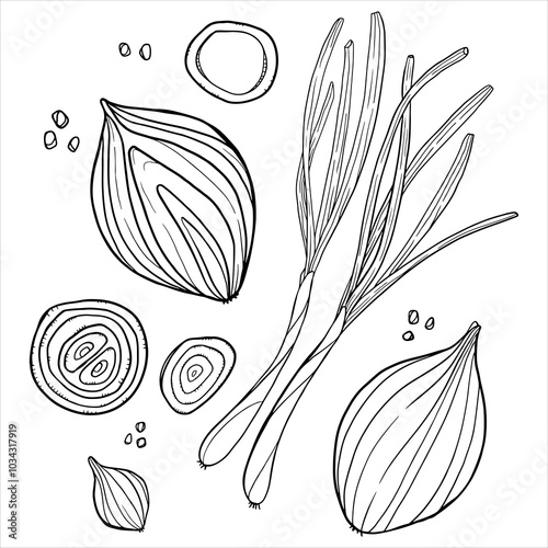 onion slices and greens. sliced onion doodle