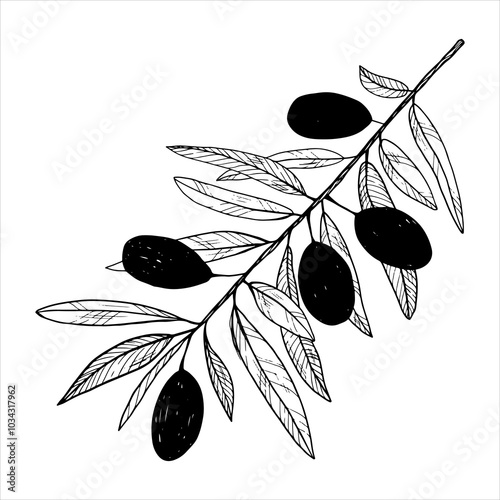a sprig of an olive tree. sketch of black olives with leaves