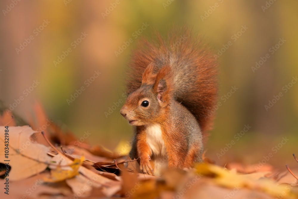 Red squirrel Sciurus vulgaris eurasian cute darling forest meadow animal red rusty in nature eyes beautiful loving, tree filbert collect nuts draw village, runs jump fast cubs caress, big ears, Europe Red squirrel Sciurus vulgaris eurasian cute darling forest meadow animal red rusty in nature eyes beautiful loving, tree filbert collect nuts draw village, runs jump fast cubs caress, big ears, Europe