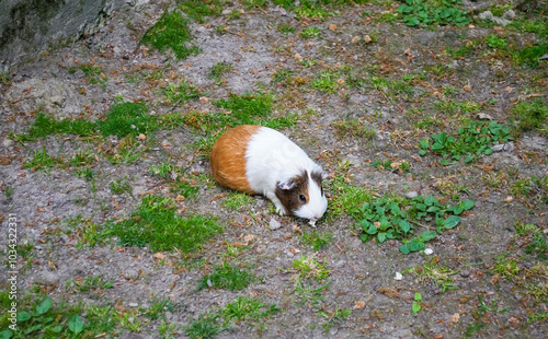 American Guinea Pig in an open enclosure. A small fluffy animal