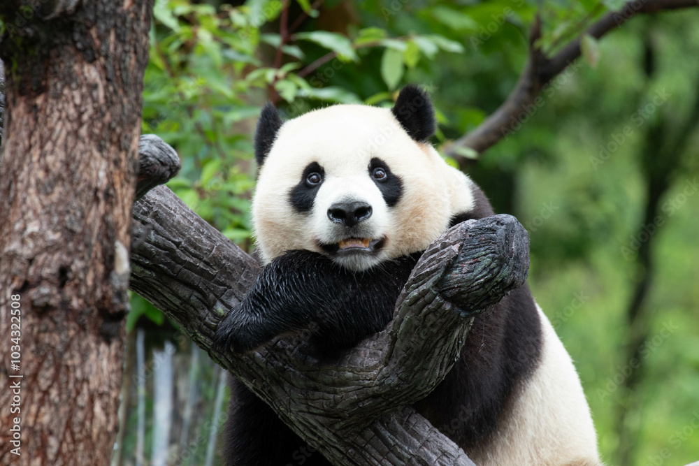 Fototapeta premium Male Panda Returned from USA, Xiao Qi Ji, Wolong Panda Base, China