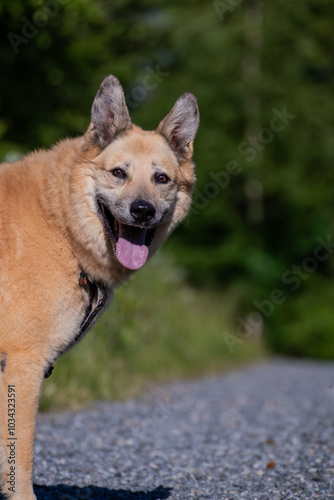Happy dog in the forest
