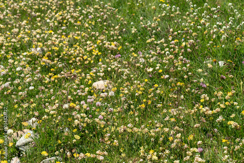 Stunning mix of vibrant wildflowers growing on a hillside in Zermatt Switzerland