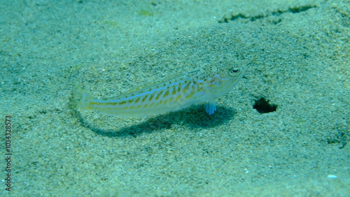 Weever or greater weever (Trachinus draco) undersea, Aegean Sea, Greece, Halkidiki, Pirgos beach photo
