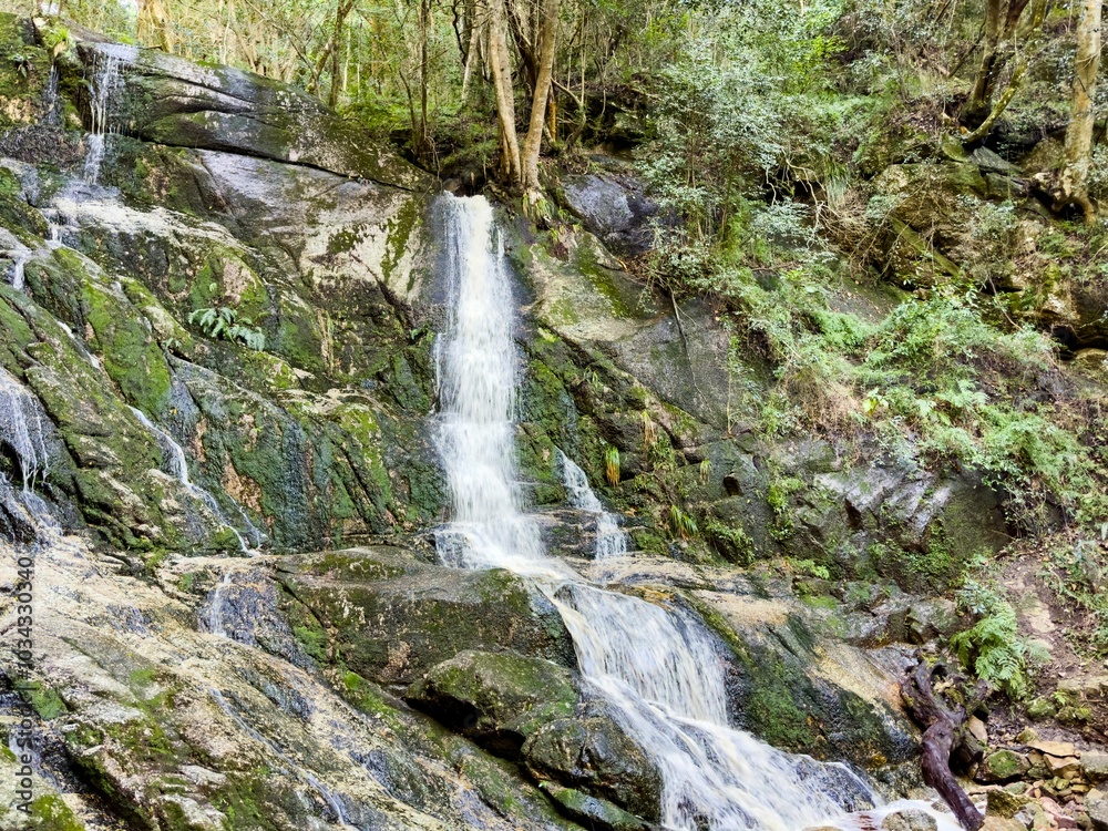 Fototapeta premium Serene waterfall cascading down moss-covered rocks in a lush forest setting