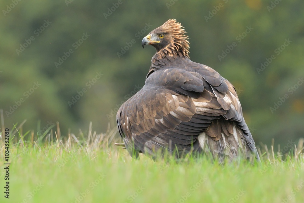 Fototapeta premium Golden eagle Aquila chrysaetos wildlife prey nature predator beautiful animal beautiful sighting ornithology Europe