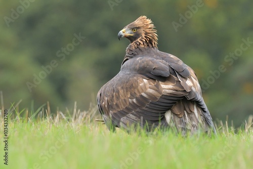 Foto Golden eagle Aquila chrysaetos wildlife prey nature predator beautiful animal be